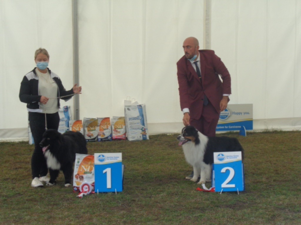 CH. Only time will tell De La Colombe Béarnaise - 2e Excellent - Classe champion