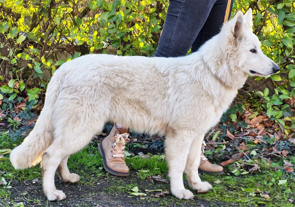 Aymeric De La Foret D'Aleph