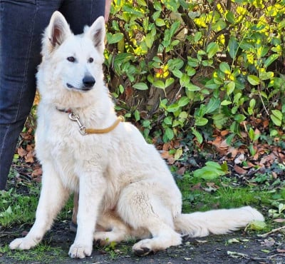 Les chiots de Berger Blanc Suisse