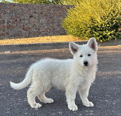Les chiots de Berger Blanc Suisse