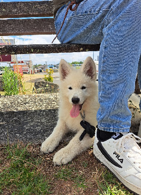Les chiots de Berger Blanc Suisse