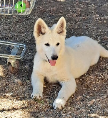 Les chiots de Berger Blanc Suisse