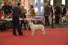 Lhassa De La Foret D'Aleph - 1ère très prometteuse Meilleure puppy de sa race