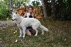 Nikhita alba De La Foret D'Aleph - très prometteur - meilleur puppy -ring d'honneur