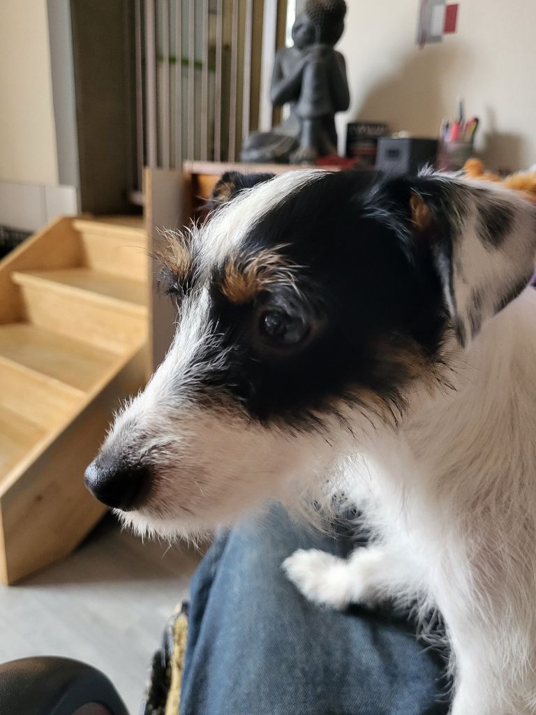 Tessa for ever de la Bruyère de Jade