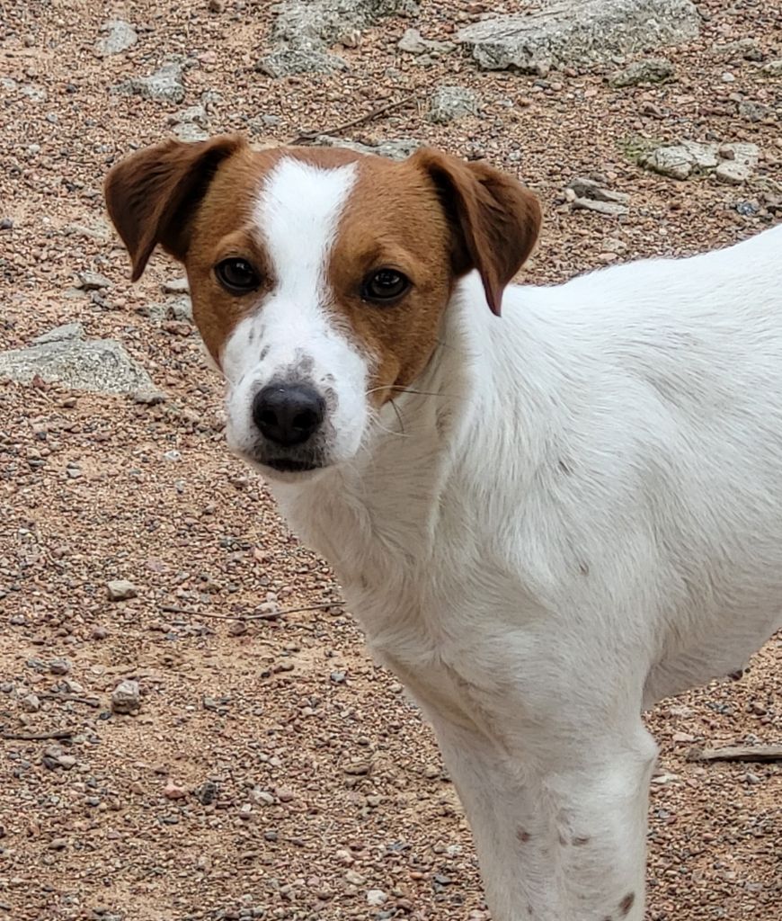 Sheyenne des Diamants Verts
