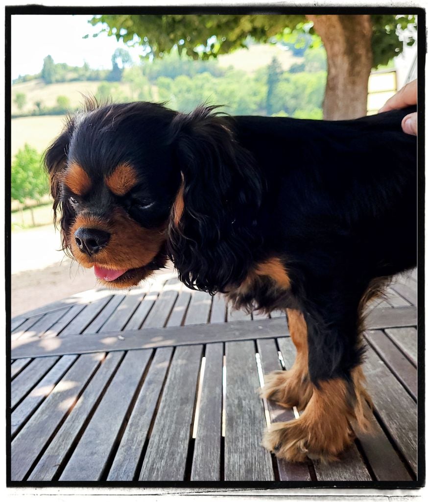 Topaze impérial Du Castel Des Petits Coeurs