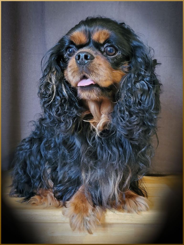 Topaze impérial Du Castel Des Petits Coeurs