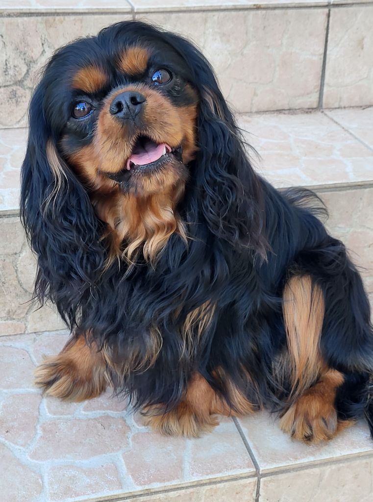 Topaze impérial Du Castel Des Petits Coeurs