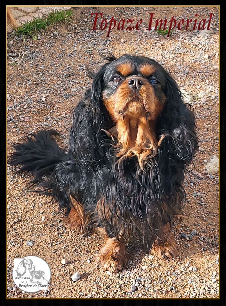 Topaze impérial Du Castel Des Petits Coeurs