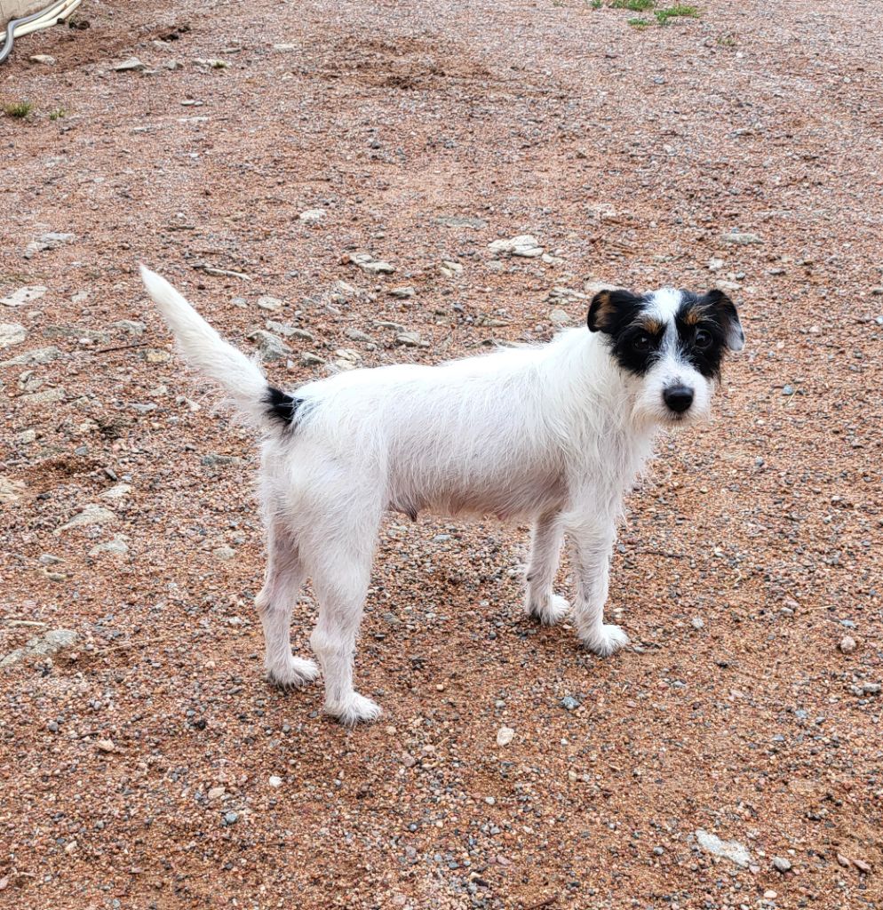 Tessa for ever de la Bruyère de Jade