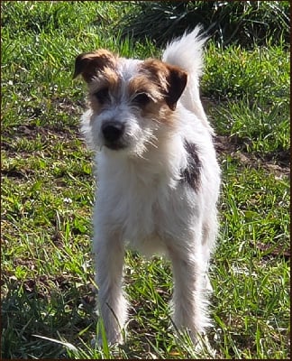 Les chiots de Jack Russell Terrier