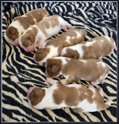 Les chiots de Cavalier King Charles Spaniel