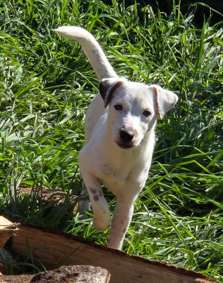 Les chiots de Jack Russell Terrier