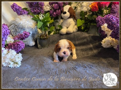 Les chiots de Cavalier King Charles Spaniel