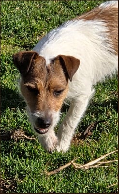 Les chiots de Jack Russell Terrier