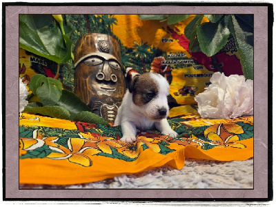 Les chiots de Jack Russell Terrier