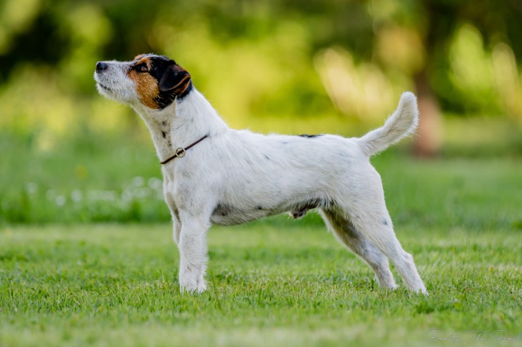 Publication : Nunca Sem Quereis