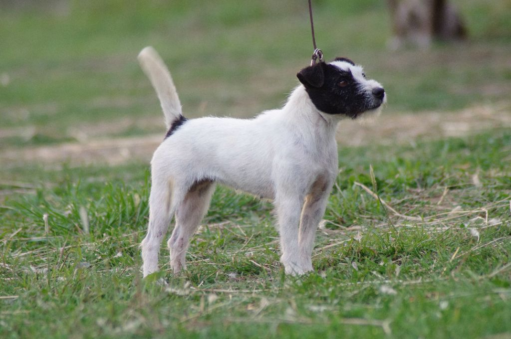 Publication : Nunca Sem Quereis