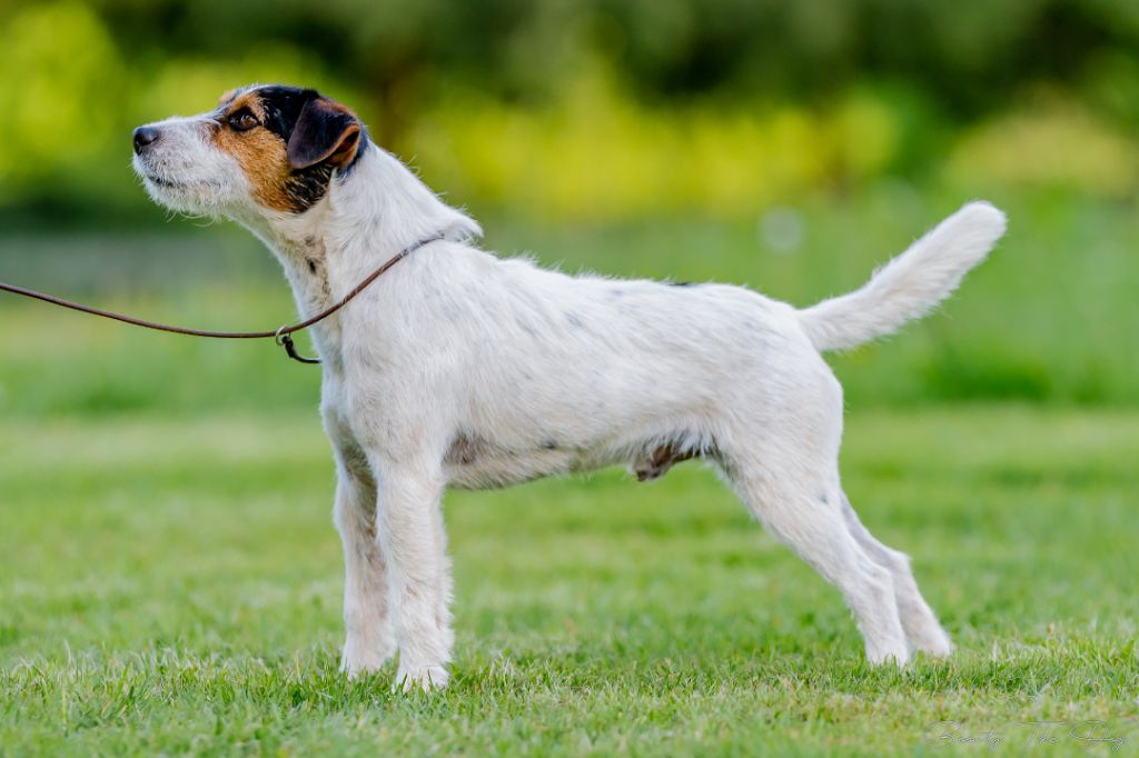 Publication : Nunca Sem Quereis