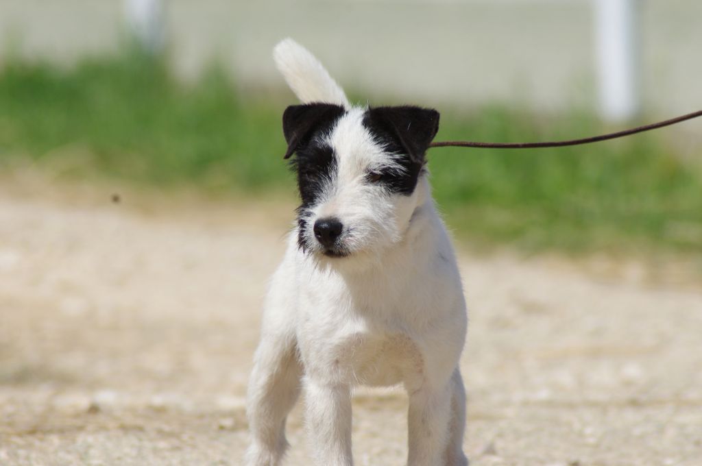 Publication : Nunca Sem Quereis