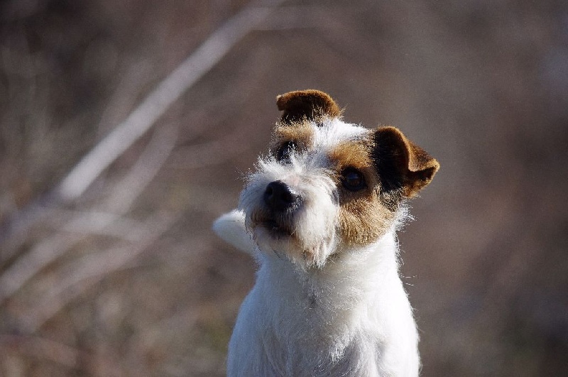 Publication : Nunca Sem Quereis