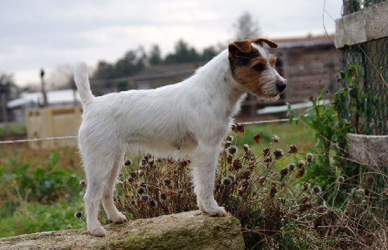 Publication : Nunca Sem Quereis