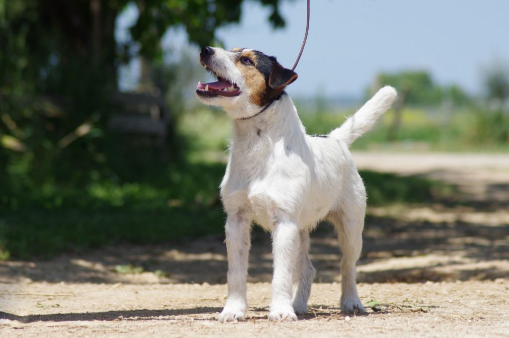 Publication : Nunca Sem Quereis