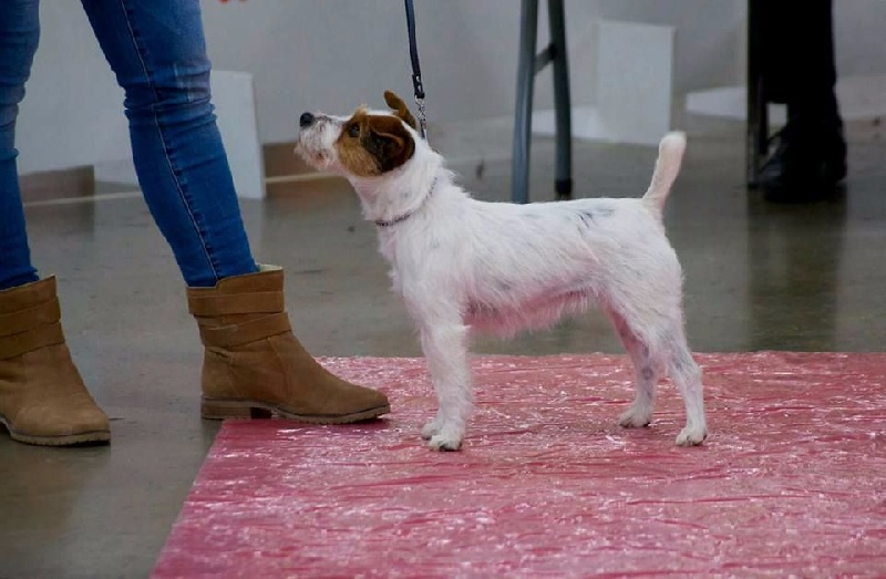 Jehna du Bois des Carnutes - 2e Excellent