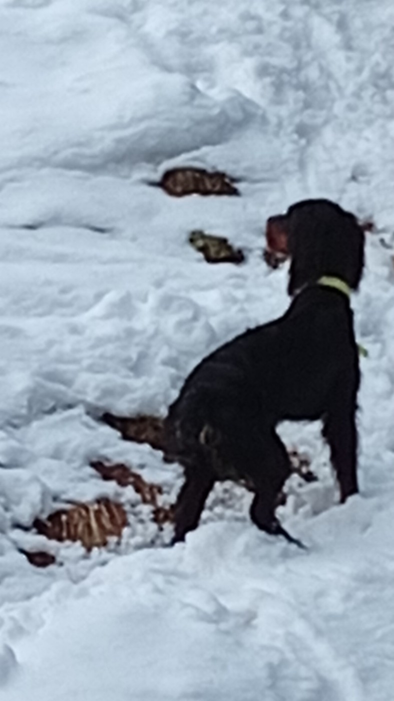 Publication : Des Hussards Noirs