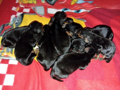 Les chiots de Setter Gordon