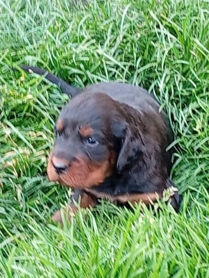 Les chiots de Setter Gordon