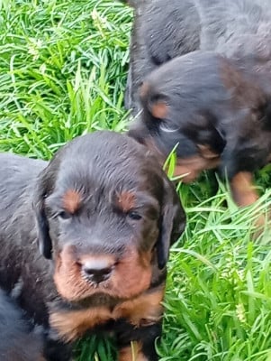Les chiots de Setter Gordon