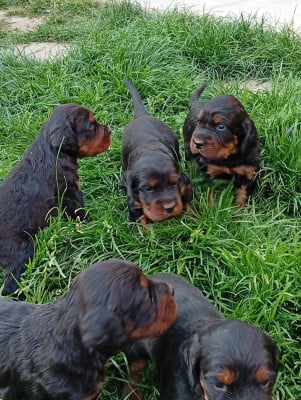 Les chiots de Setter Gordon