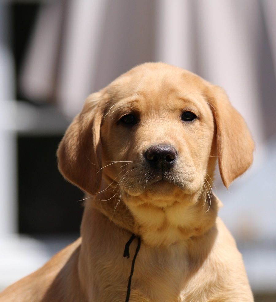 Chiot Elevage Connivence eleveur de chiens  Labrador  