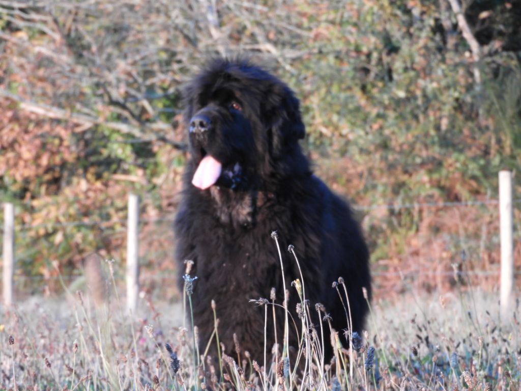 Presqu' île De la baie bonavista