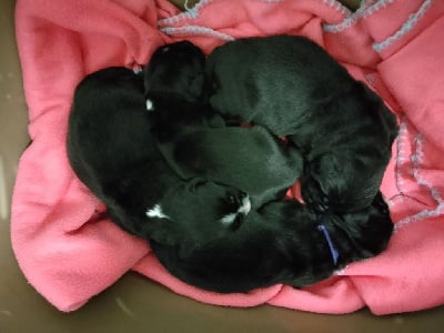 Les chiots de Terre-neuve