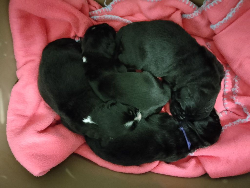 Terre-neuve - Des Flots D'Hisse Et Eau