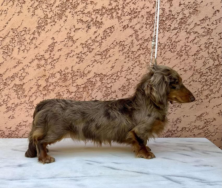 Publication : Dreams Maker's Auteur : Dreams maker's