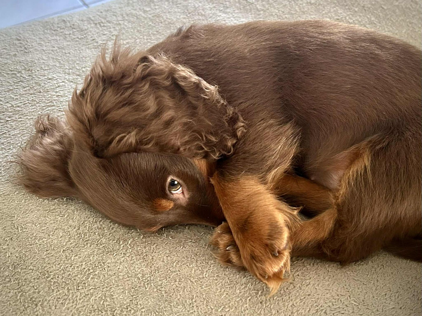 Publication : Dreams Maker's Auteur : Dreams maker's