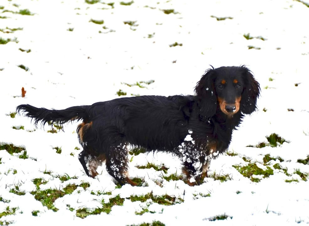 Publication : Dreams Maker's Auteur : Dreams maker's