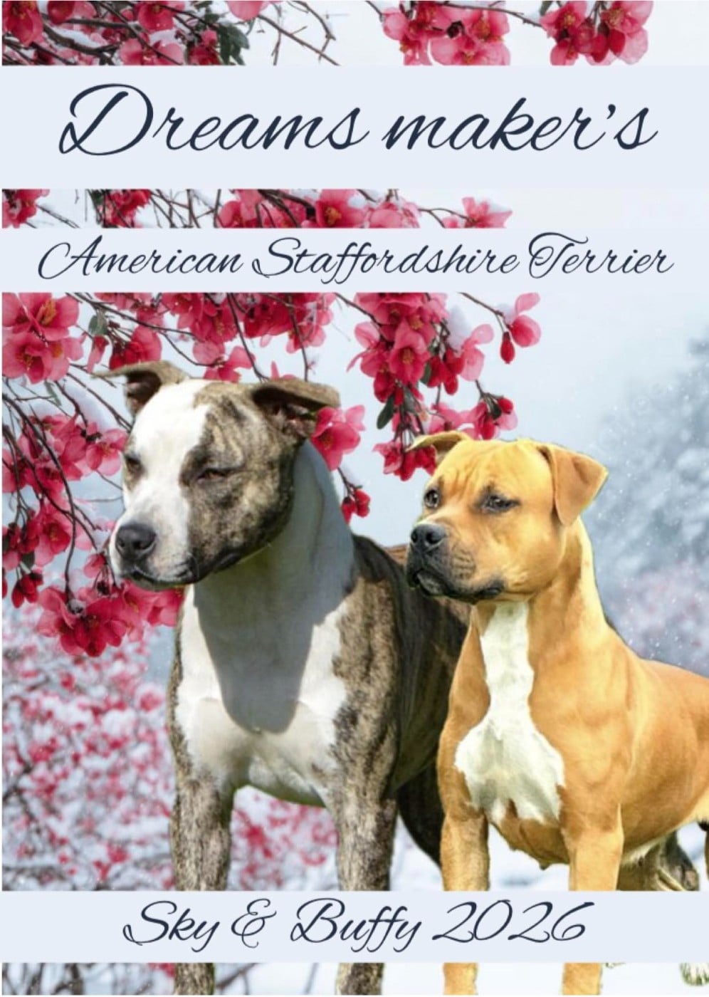 American Staffordshire Terrier - Dreams Maker's