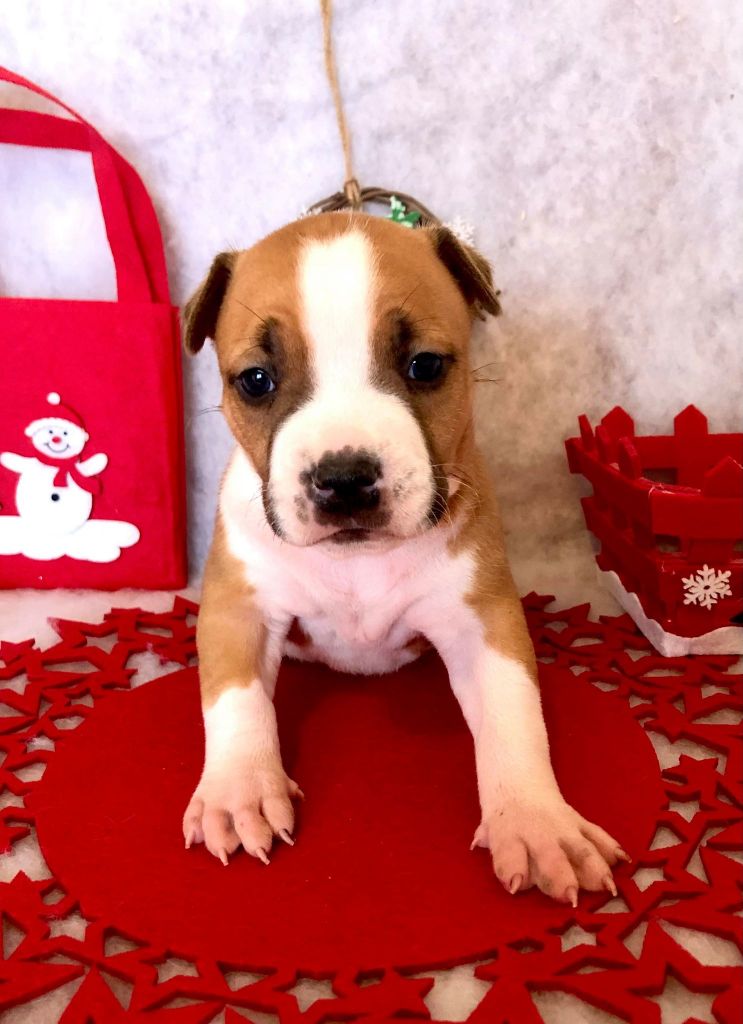 Remember my dream - American Staffordshire Terrier