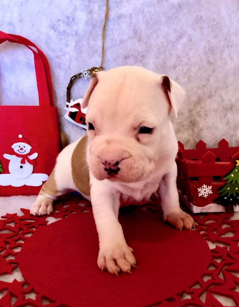Rahan white master - American Staffordshire Terrier