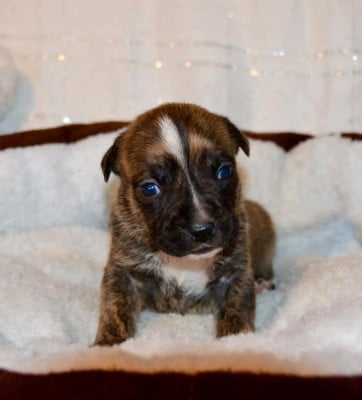 Les chiots de American Staffordshire Terrier