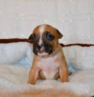 Les chiots de American Staffordshire Terrier
