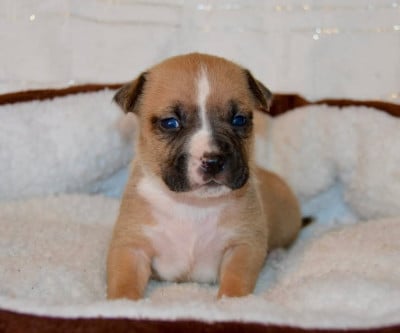 Les chiots de American Staffordshire Terrier