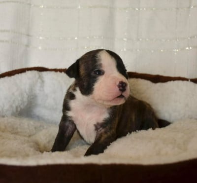Les chiots de American Staffordshire Terrier