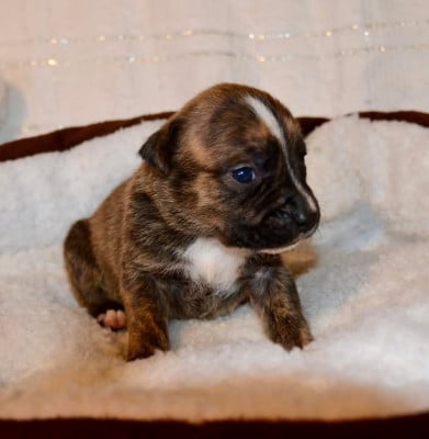 Les chiots de American Staffordshire Terrier