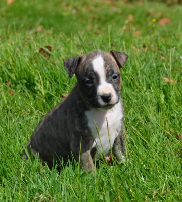 Les chiots de American Staffordshire Terrier